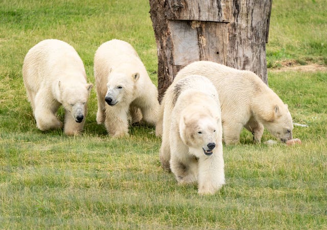 Polar bears at Yorkshire Wildlife Park