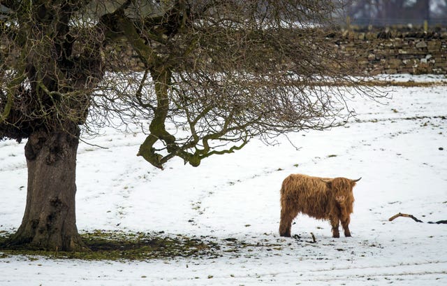 A highland cow in snowy conditions near Swinithwaite (Danny Lawson/PA)