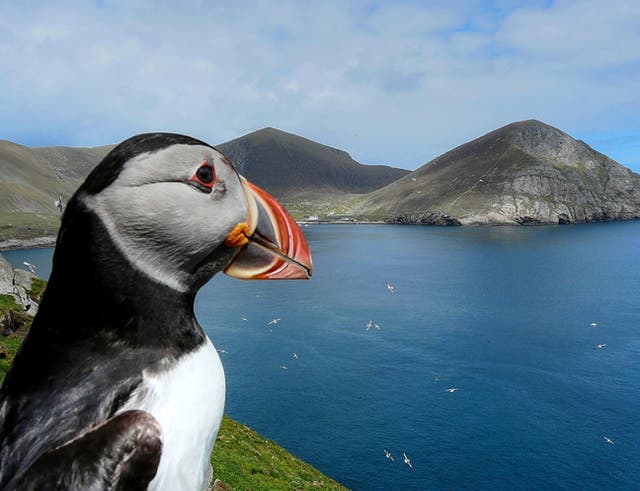 Puffin colony breeding figures down