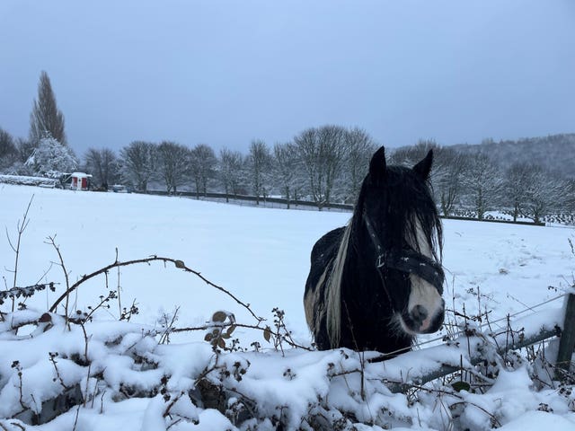 A horse in a snow covered field in Loxley, Sheffield 