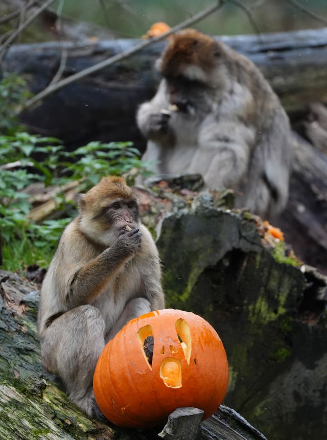 Macaques with a pumpkin at Blair Drummond Safari Park