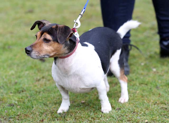 Camilla's dog Beth at an agility course during a visit to the Battersea Dogs and Cats Home’s centre in Old Windsor in 2017