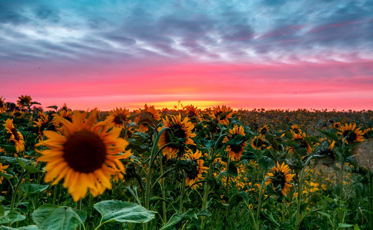 In Pictures Sunrise, sunflowers and sea views The Northern Echo