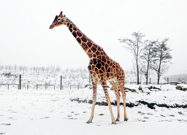 A giraffe in the snow at a wildlife park