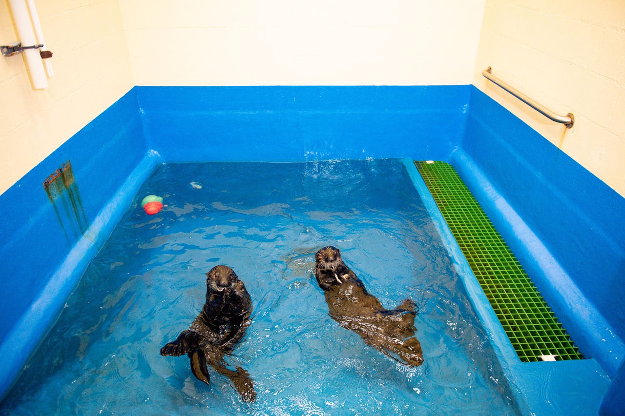 Rescued Alaskan sea otters settle into new home in UK first | York Press
