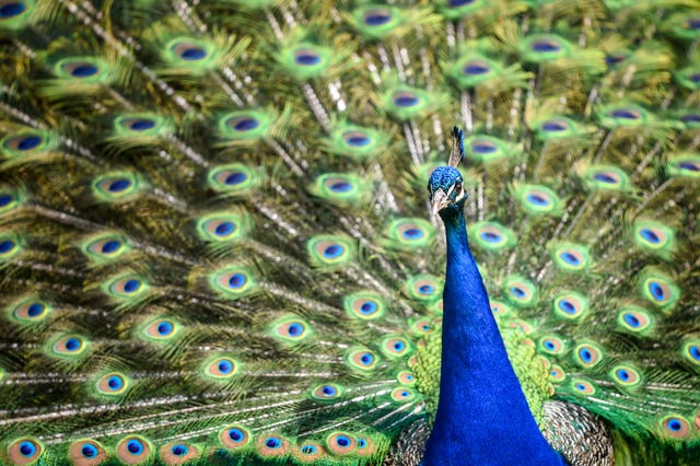 A peacock feathers its tail at Sudeley Castle in the Cotswolds