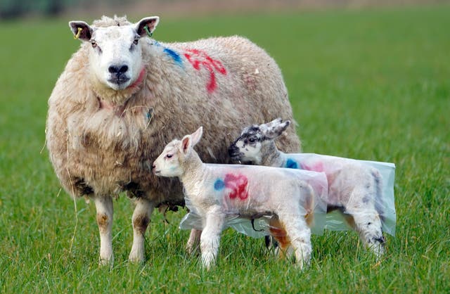 A ewe with her lambs in a field in Northumberland 