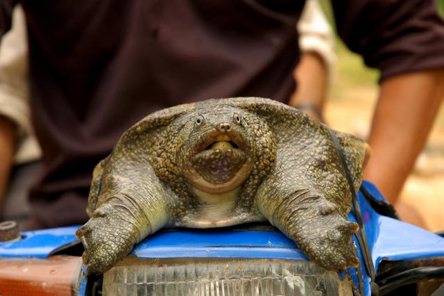 A soft shell turtle. Turtles feature on the WWF's list of 10 endangered species facing extinction due to illegal trade