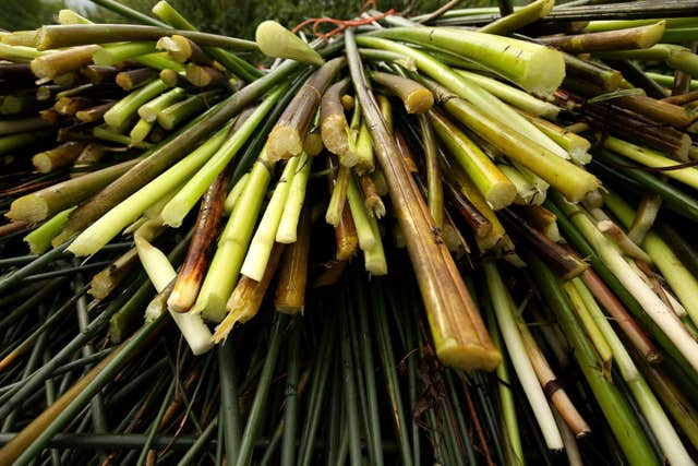 Bulrush can be used for building material and insulation (Chris Radburn/PA)
