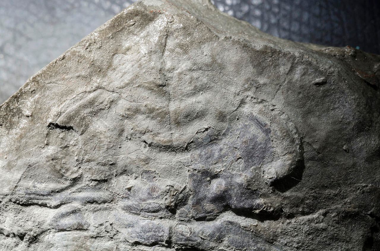 Oldest found. Fossil old. Schmidtiellus mickwitzi. Agnostus. This 560-million-year-old Fossil is Earth's earliest known animal Predator.