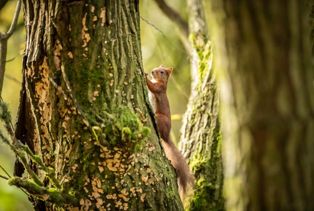 Red squirrel forage ahead of winter as their numbers decline