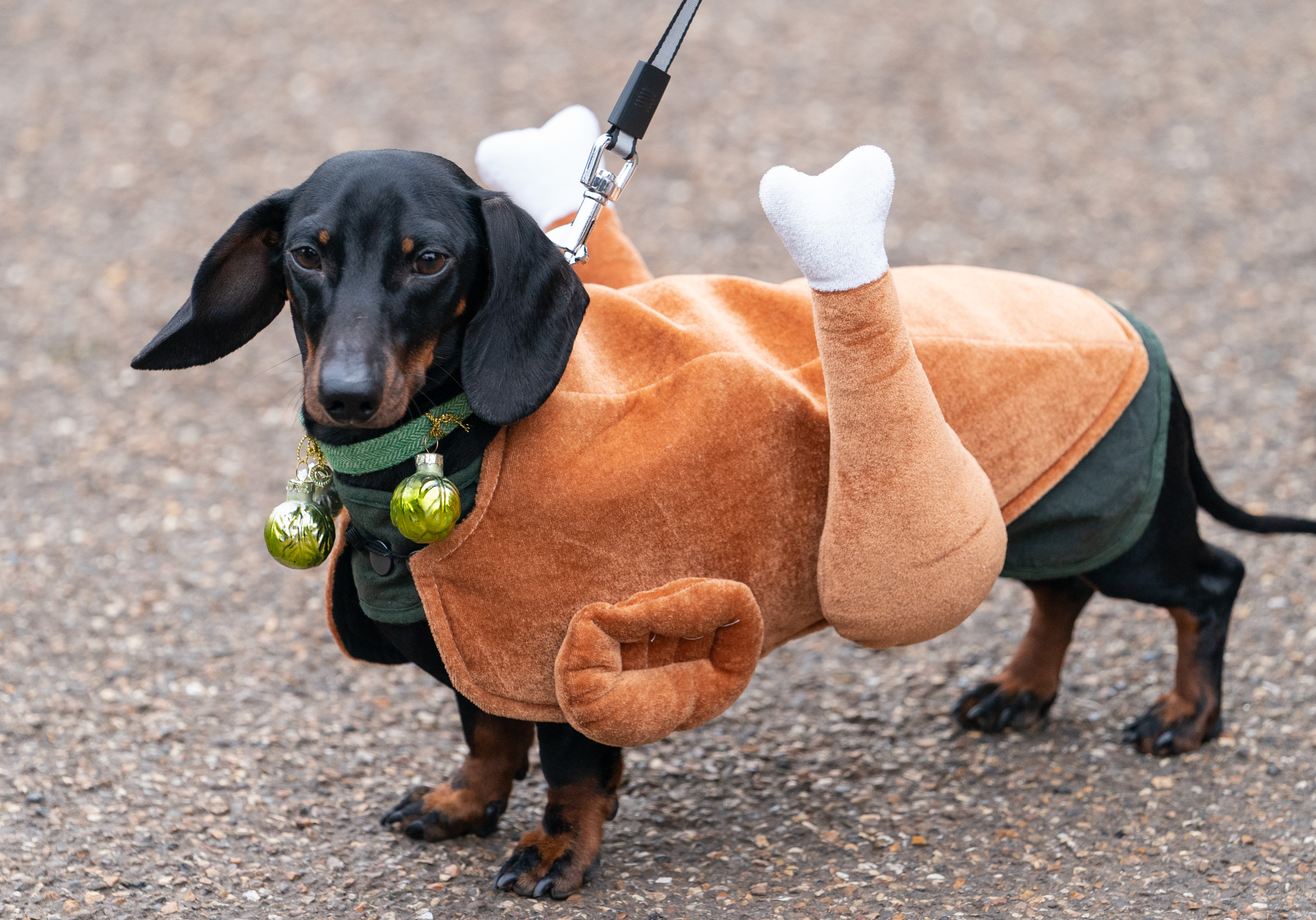 sausage dog elf costume