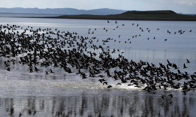 Annual count of Canadian Brent Geese at Strangford Lough