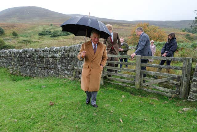 Charles arrived in rain to visit a site of wild juniper seedlings