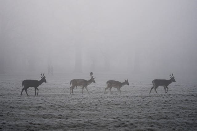 Deer at sunrise in Richmond Park