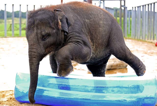 Elephant Appreciation Weekend at Whipsnade Zoo