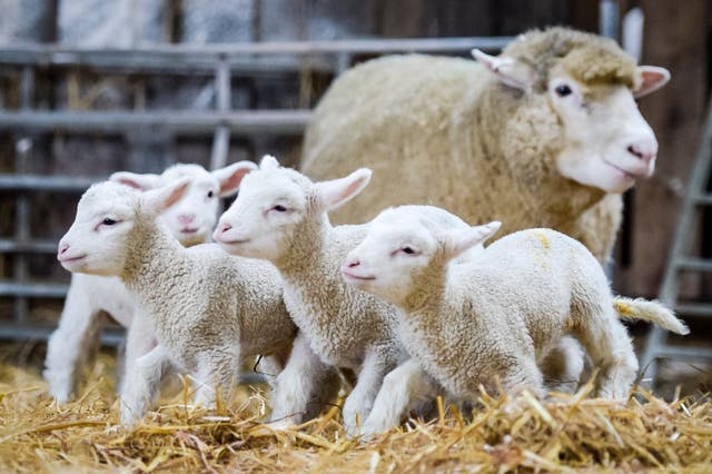 Newborn quad lambs