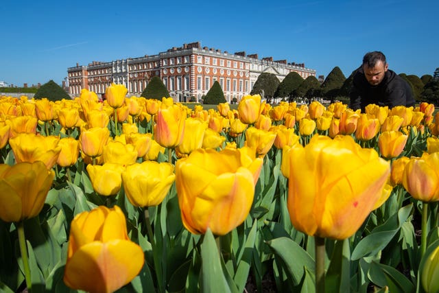 Tulips at Hampton Court 