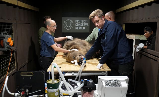 Medics surround an unconscious brown bear on an operating table