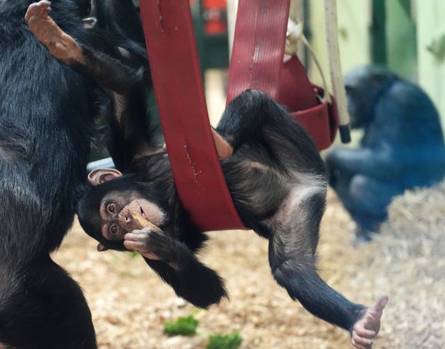Chimpanzees at Blair Drummond Safari Park