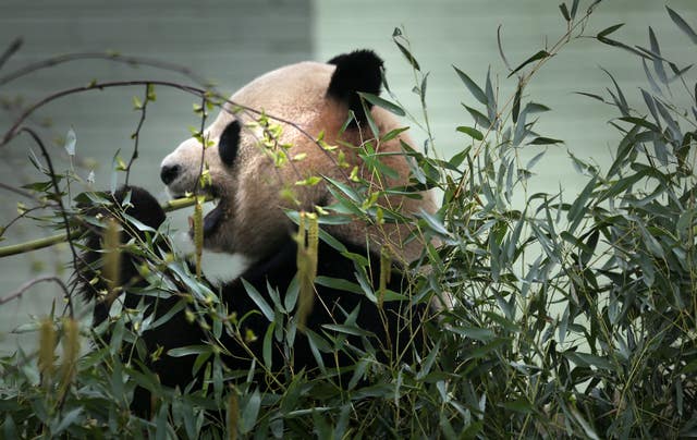 Yang Guang eating bamboo at the zoo (David Cheskin/PA)