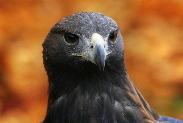 Golden eagles are still found in Scotland (Andrew Milligan/PA)