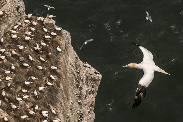 Gannets flying near cliffs 