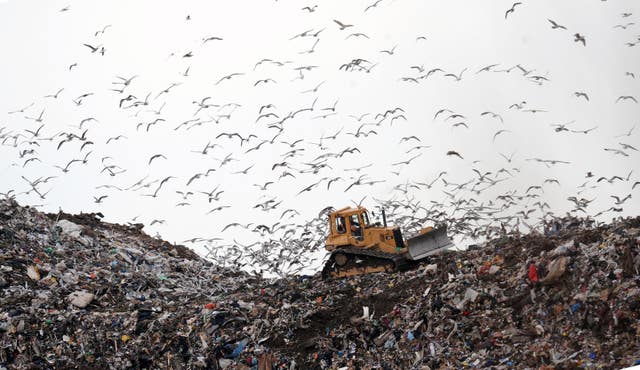 Birds look for food at the Seaton Meadows landfill site in Hartlepool