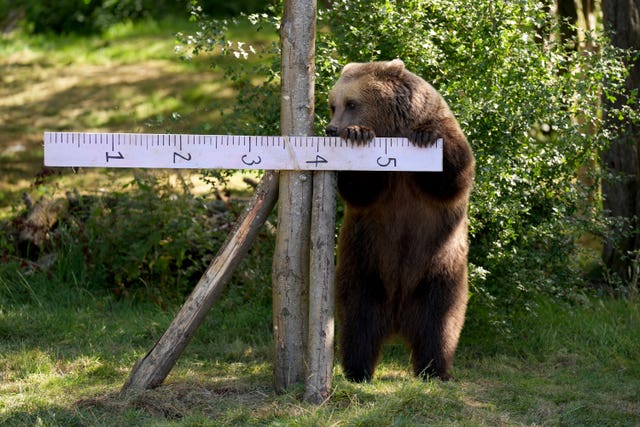 A European brown bear during the annual weigh-in