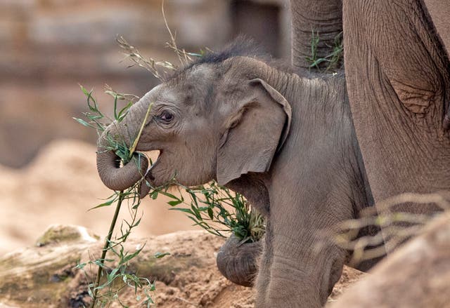 Endangered Asian elephants