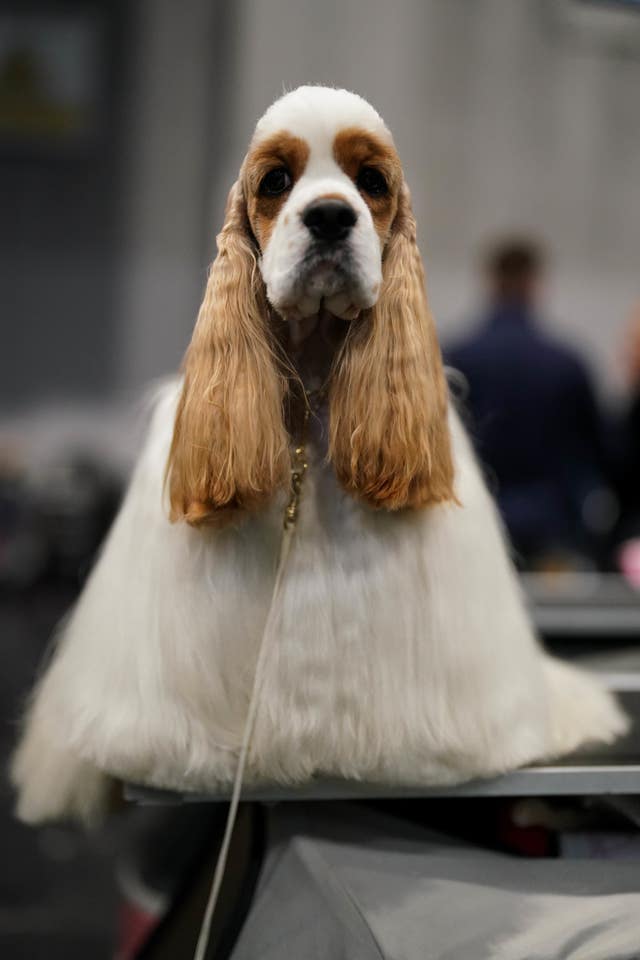An American Cocker Spaniel waits to be groomed on day two of the Crufts Dog Show at the National Exhibition Centre (NEC) in Birmingham. Picture date: Friday March 8, 2024.