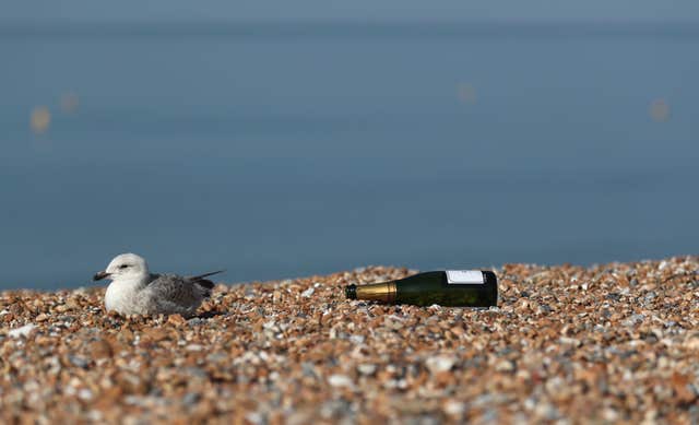 A champagne bottle on Brighton Beach left one gull less than impressed on Monday morning (Steve Parsons/PA)