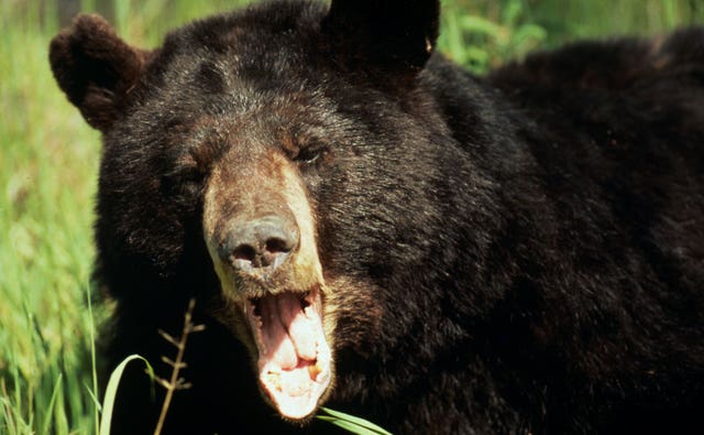 An Asiatic black bear. Bears feature on the WWF's list of 10 endangered species facing extinction due to illegal trade