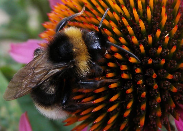 Bumblebee Conservation Trust awarded £965,000 by Heritage Lottery Fund