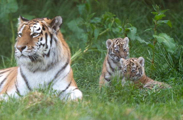 Tiger cubs at Banham Zoo