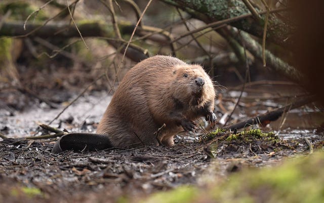 Screengrab from PA Video of a beaver after a licensed release of beavers at Purbeck Heaths National Nature Reserve