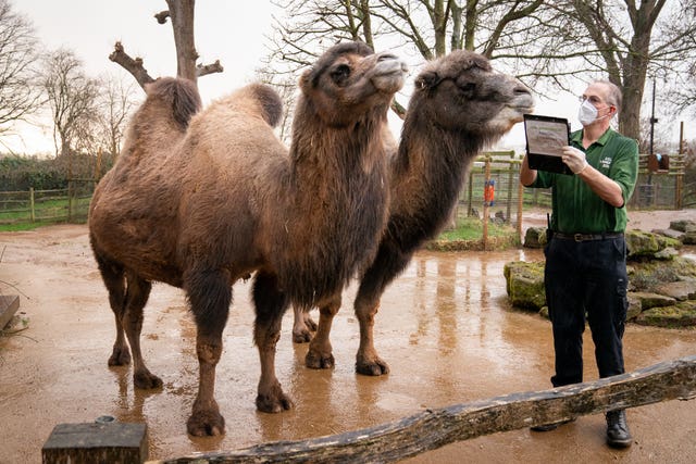 Keeper Mick Tiley with Bactrian camels during the annual stocktake at ZSL London Zoo