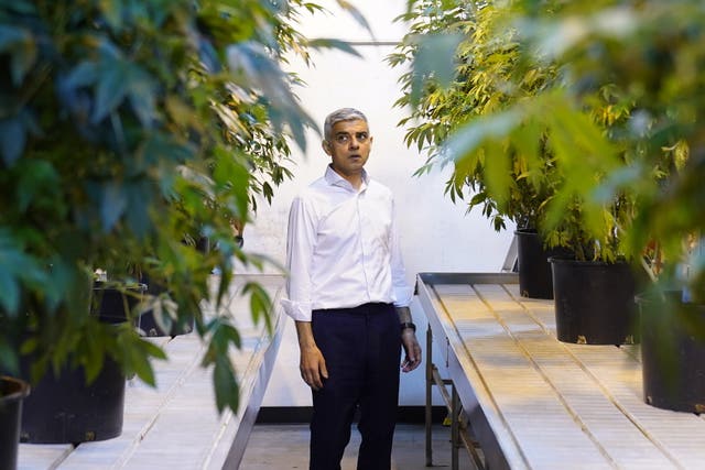 Sadiq Khan between cannabis plants