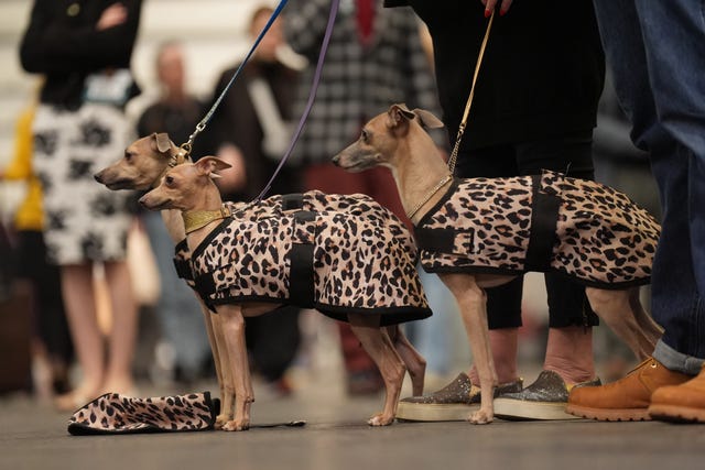 Italian Greyhounds at the Crufts Dog Show 
