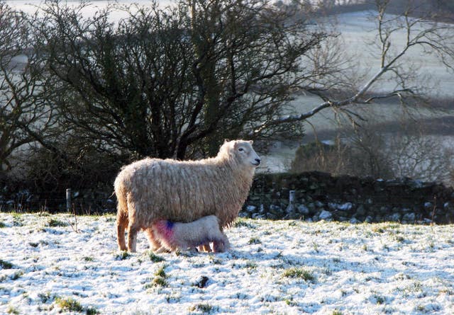 Lambs in Dartmoor
