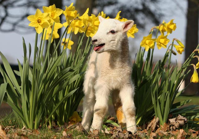 A spring lamb