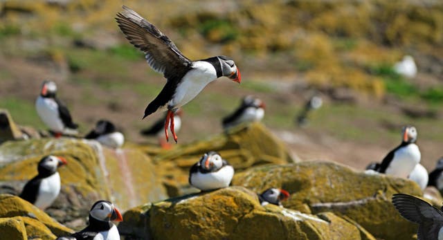 Puffins nest in large numbers on the Farne Islands (Owen Humphreys/PA)