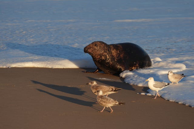 A young grey seal surrounded by gulls