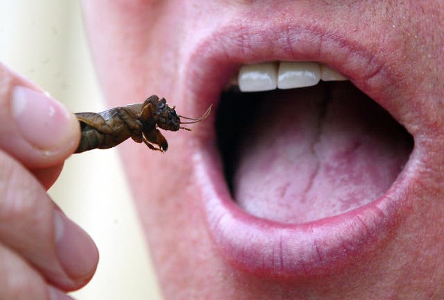 Man eats a Mole Cricket