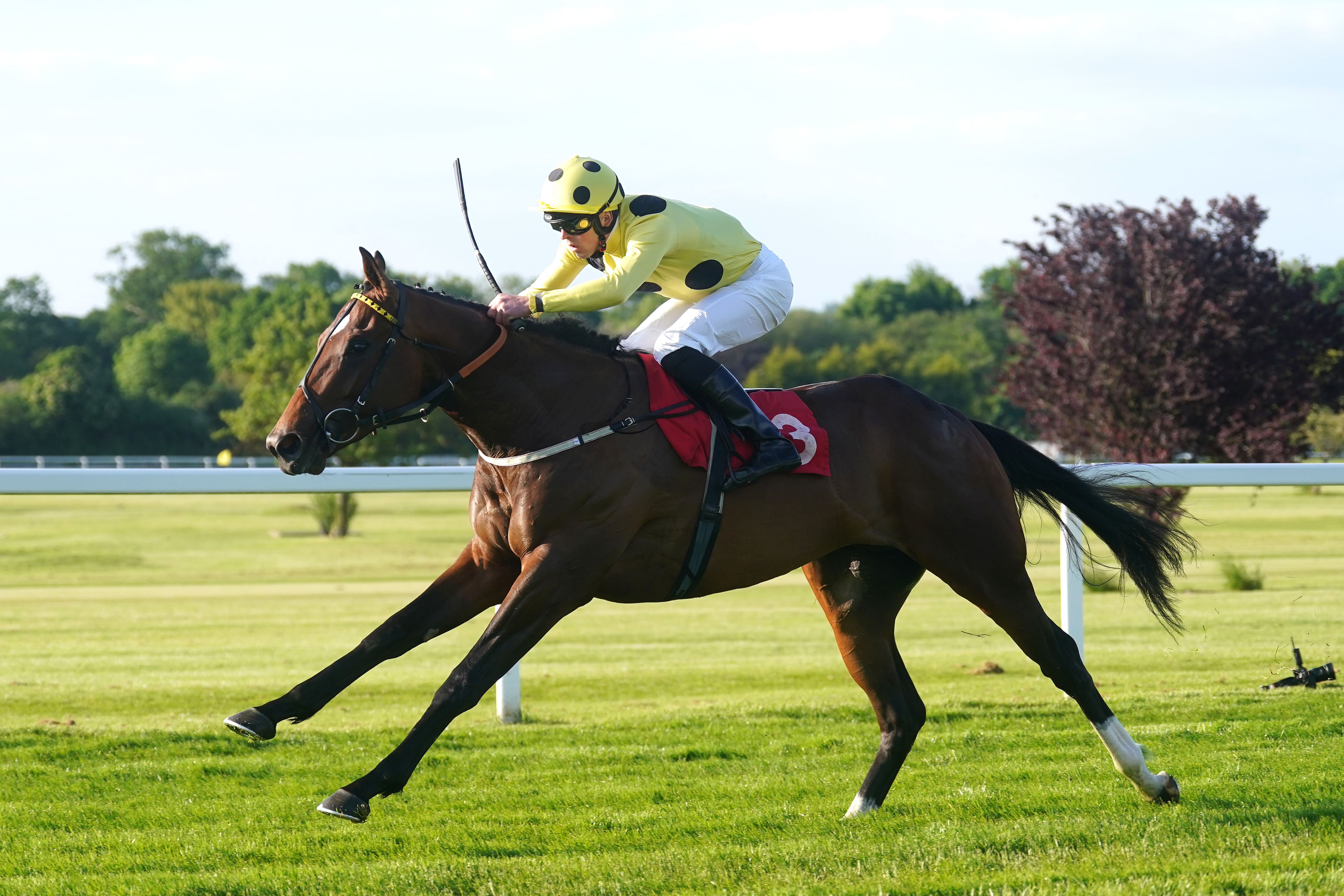 Elite Status is a leading Norfolk Stakes hope