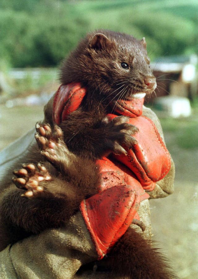 Recaptured mink