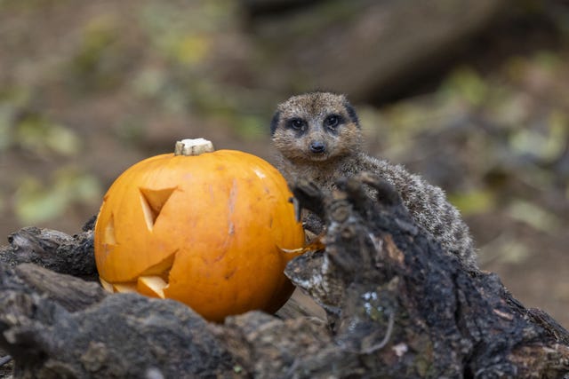 A meerket enjoying a carved pumpkin at London Zoo