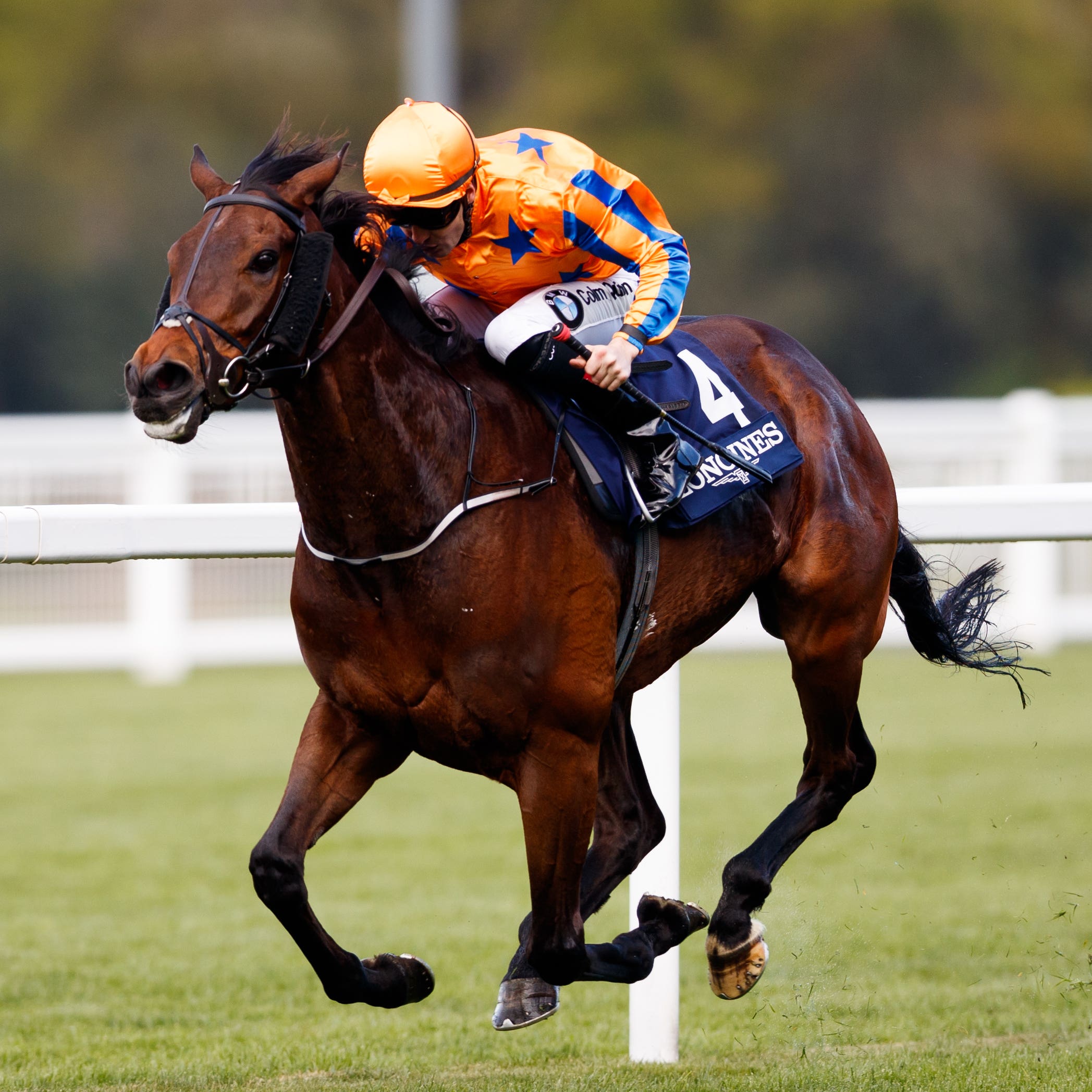 Torcedor on his way to winning the Sagaro Stakes at Ascot