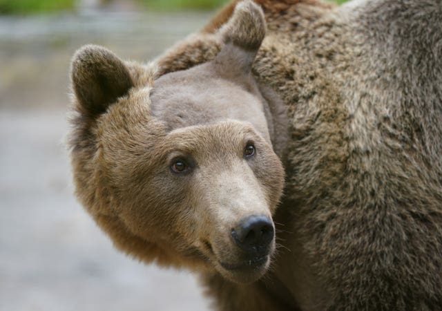 A brown bear looks off camera. Its forehead and part of its ear have been completely shaved of fur.