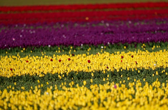 A field of yellow, green, purple and red tulips comes into colour near King’s Lynn in Norfolk